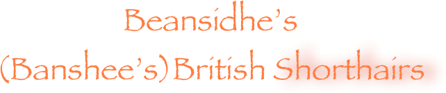 Beansidhe’s (Banshee’s)British Shorthairs